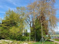 Bäume erfolgreich in Bauprojekte integrieren